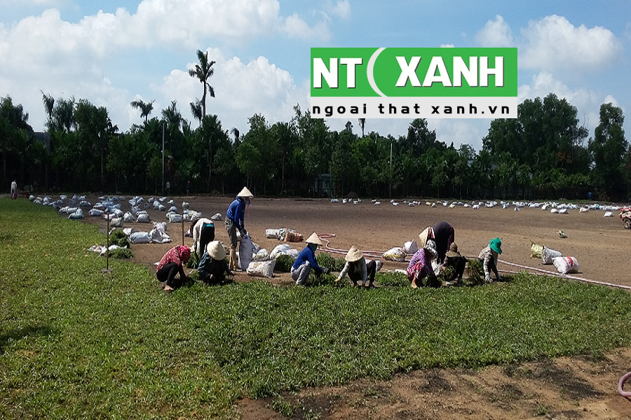 Giới Thiệu Dịch Vụ Trồng Cỏ Sân Vườn Tại Bình Tân TPHCM