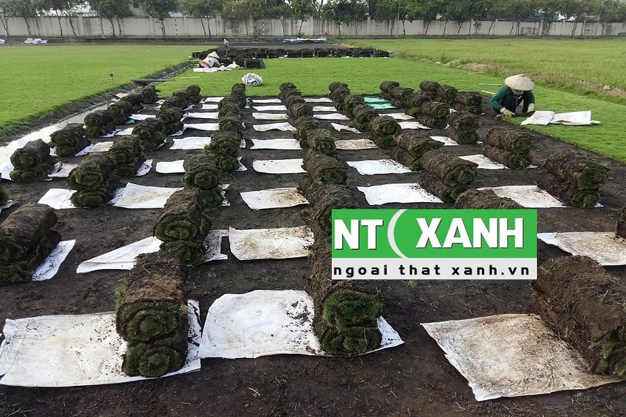 Dịch Vụ Trồng Cỏ Sân Vườn Tại Dĩ An Bình Dương