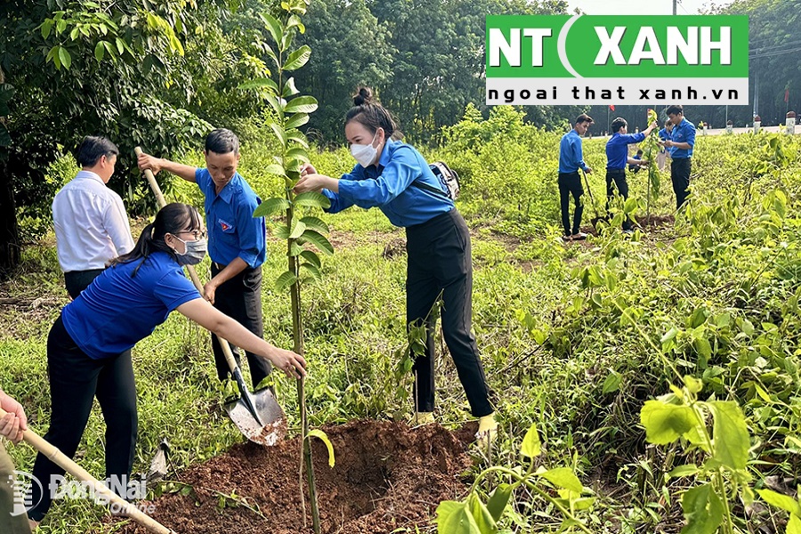 Dịch vụ trồng cây xanh tại Bình Dương