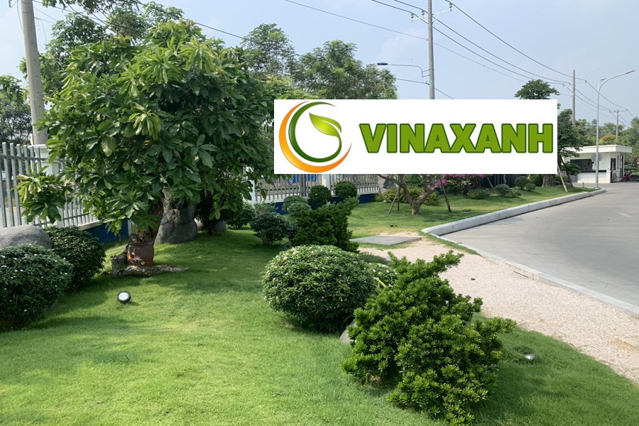 Chăm Sóc Cây Xanh Tại Quận 4 TPHCM
