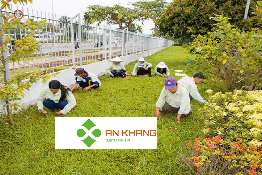 Dịch Vụ Chăm sóc cảnh quan tại KCN Bình Dương