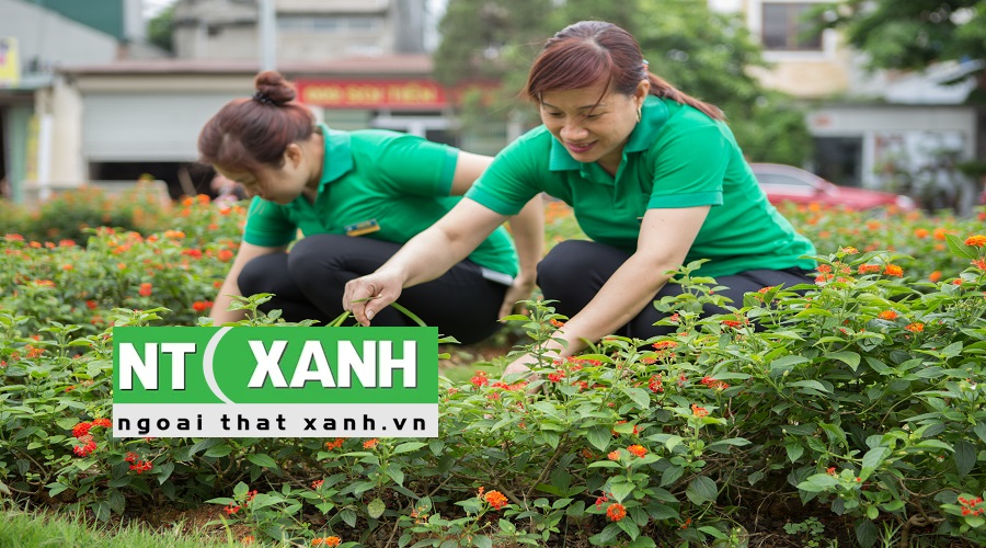 Dịch Vụ Chăm sóc cây xanh tại Lâm Hà Lâm Đồng