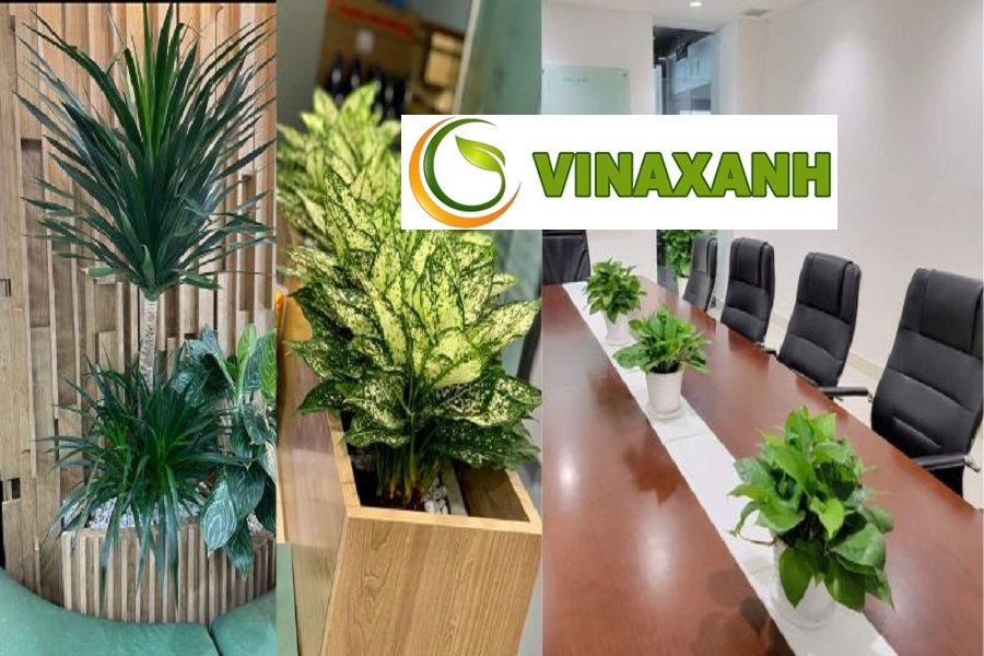 Dịch Vụ Cho Thuê Cây Cảnh Văn Phòng Tại Quận 9 TP.HCM