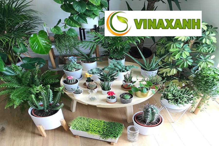 Cung Cấp Cây Xanh Tại Củ Chi TP.HCM