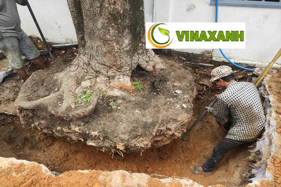 Dịch Vụ Bứng Cây Tại Bình Chánh TPHCM