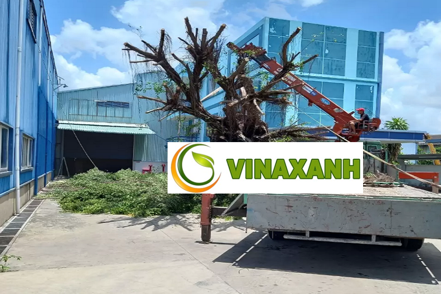 Giới Thiệu Dịch Vụ Bứng Cây Tại Phú Nhuận TPHCM