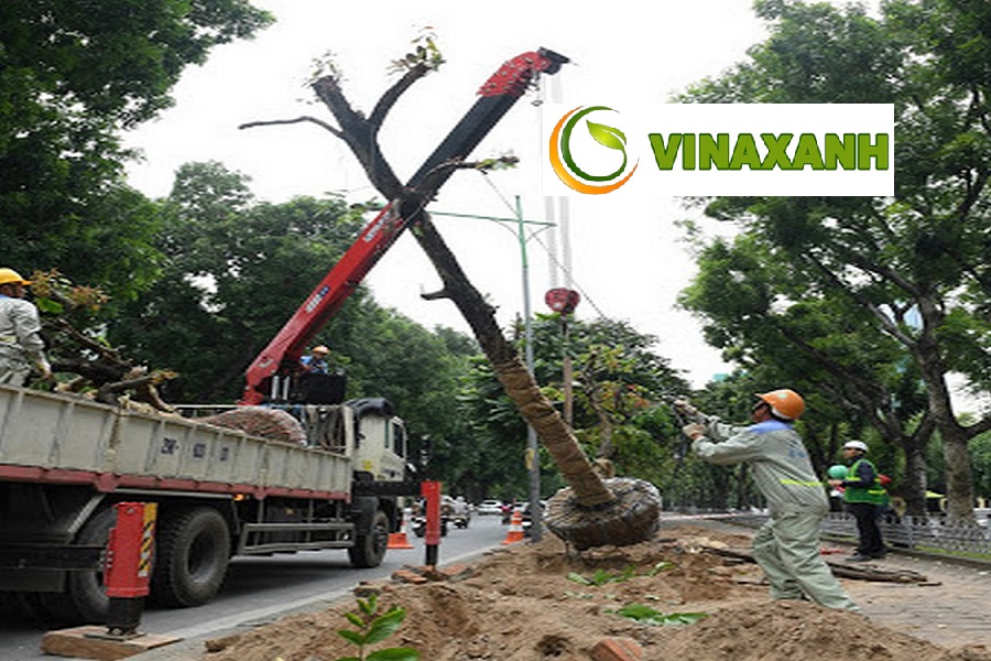 Giới Thiệu Dịch Vụ Bứng Cây Tại Quận 6 TPHCM