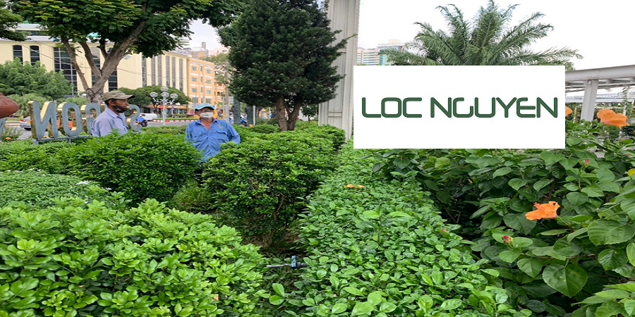 Giới Thiệu Dịch Vụ Chăm Sóc Cây Cảnh Tại Long An