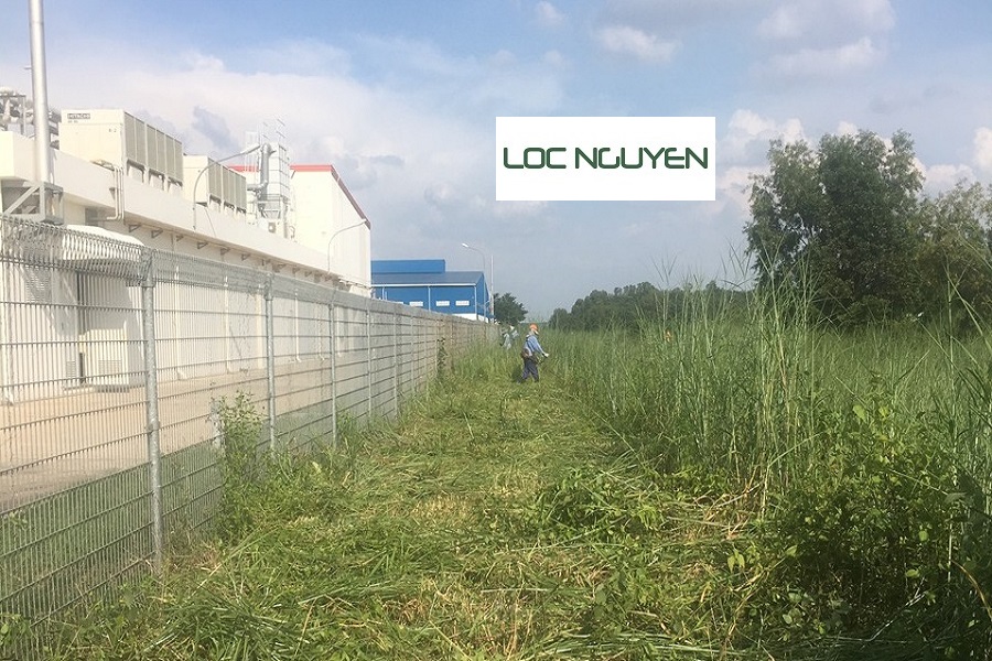 Giới Thiệu Dịch Vụ Phát Hoang Cỏ Dại Tại KCN Long An