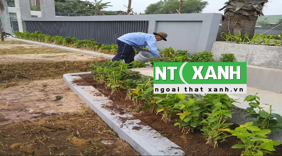 Dịch Vụ Trồng Cây Cảnh Tại Bình Tân TP.HCM