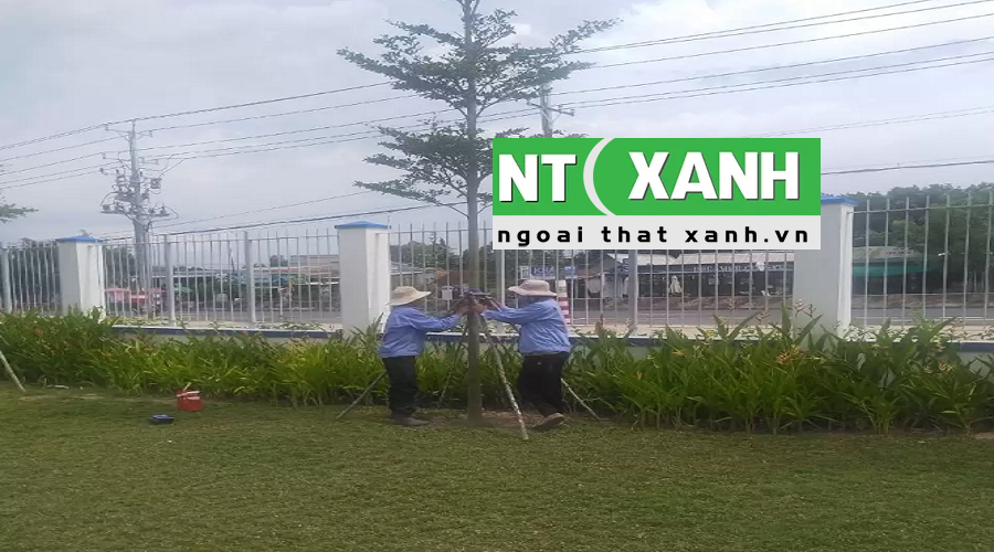 Giới Thiệu Dịch Vụ Trồng Cây Xanh Tại Châu Thành Long An