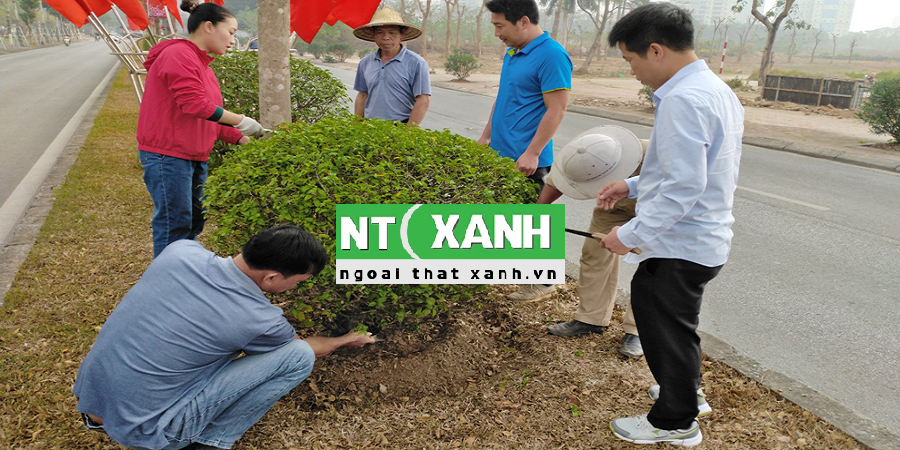 Giới Thiệu Dịch Vụ Trồng Cây Xanh Tại Dĩ An Bình Dương