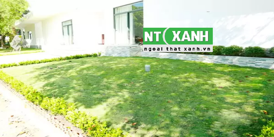 Giới Thiệu Dịch Vụ Trồng Cỏ Sân Vườn Tại Quận 3 TP. HCM