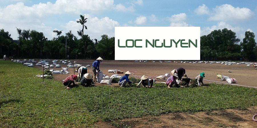 Giới Thiệu Dịch vụ trồng cỏ cho KCN Long An
