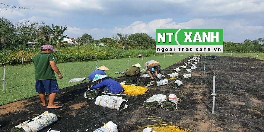 Dịch vụ trồng cỏ tại Bến Cát Bình Dương