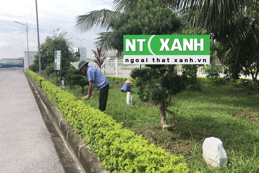 Dịch Vụ Chăm Sóc Cây Xanh Tại Đơn Dương Lâm Đồng