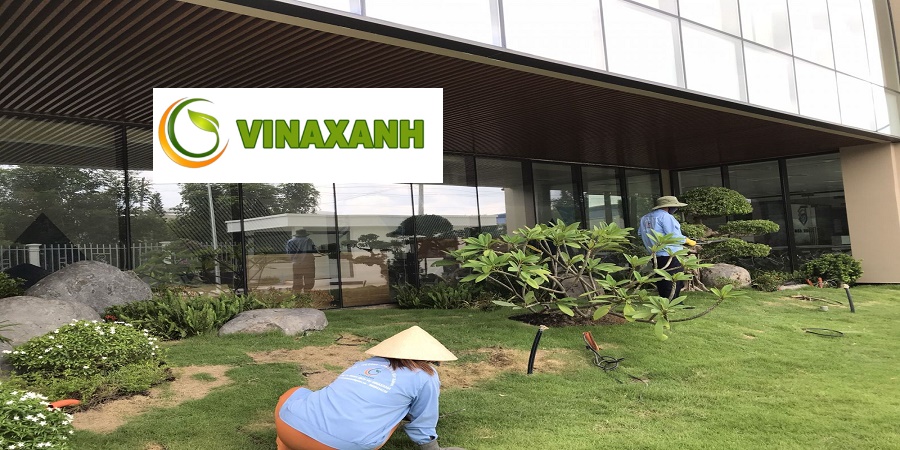 Chăm Sóc Cây Xanh Tại Thủ Đức TP.HCM