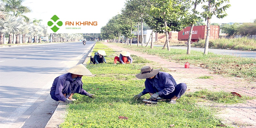Chăm sóc cây xanh cụm KCN Phú Chánh