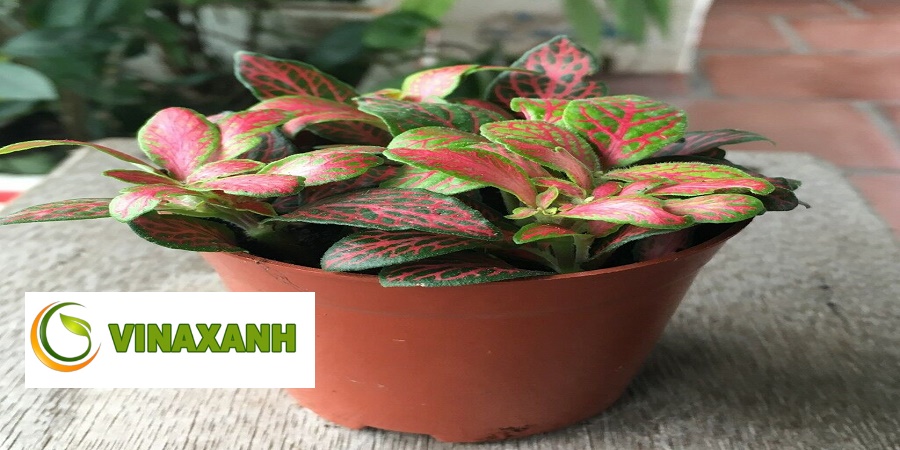 Cung Cấp Cây Xanh Tại Hóc Môn TP.HCM