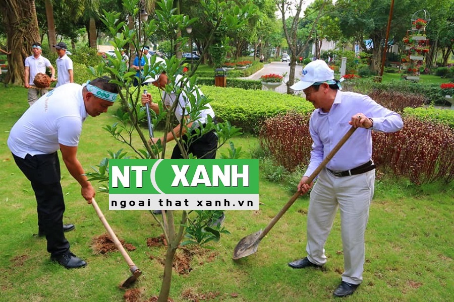 Dịch Vụ Trồng Cây Xanh Tại Dĩ An Bình Dương