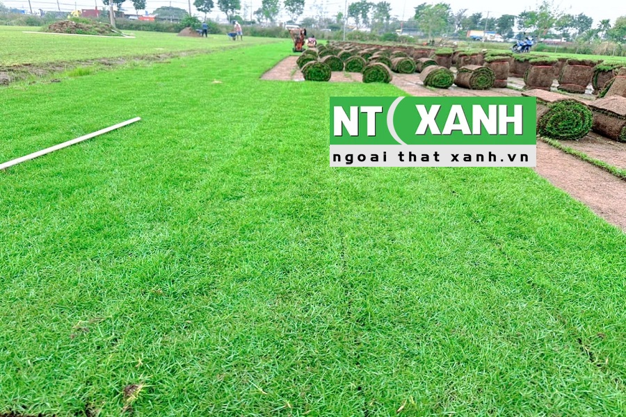 Tìm Hiểu Dịch Vụ Trồng Cỏ Tại Thủ Dầu Một Bình Dương