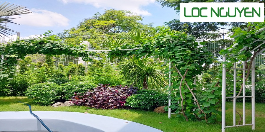 Dịch vụ cây xanh Bến Lức Long An