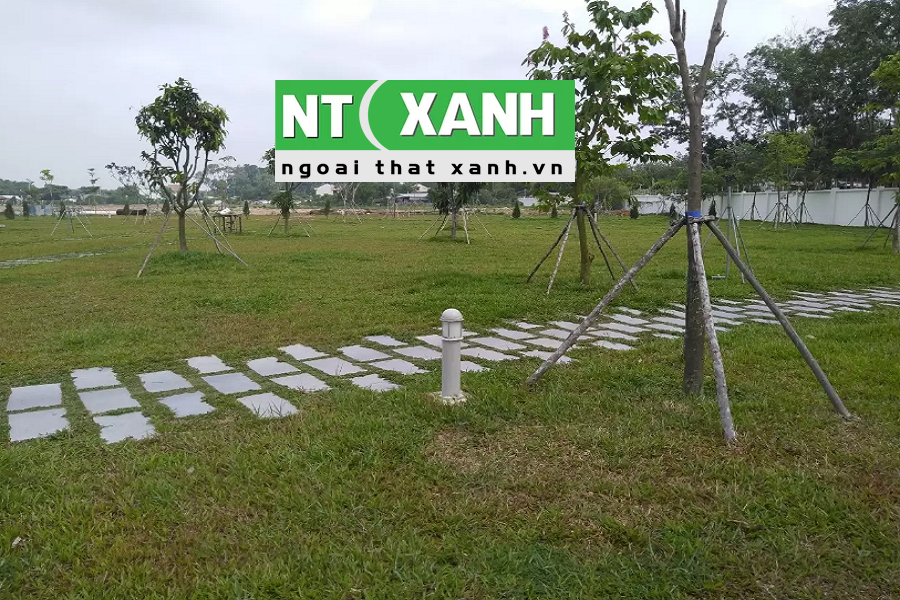 Dịch vụ trồng cỏ sân vườn ở quận 11 TP.HCM