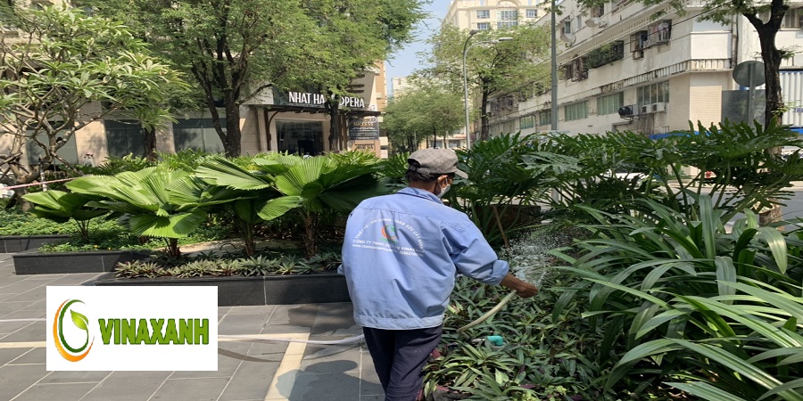 Chăm Sóc Cây Xanh Quận 2 TPHCM