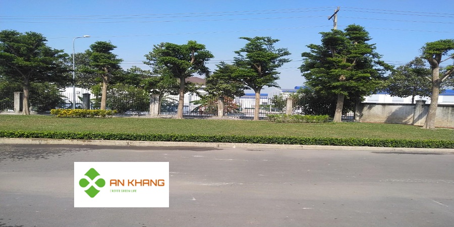 Chăm Sóc Cây Xanh Tại KCN Sóng Thần