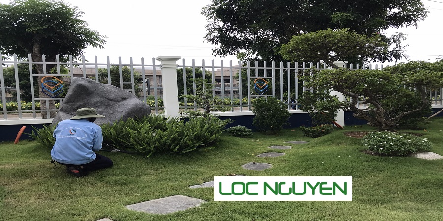 Dịch Vụ Cây Xanh Tại Long An