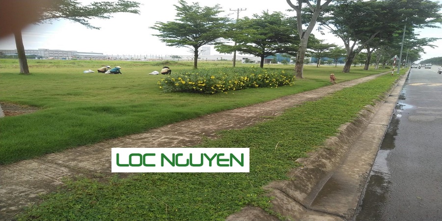 Dịch Vụ Chăm Sóc Cây Xanh Tại KCN Long An