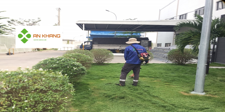 Dịch Vụ Phát Cỏ Hoang Bình Dương