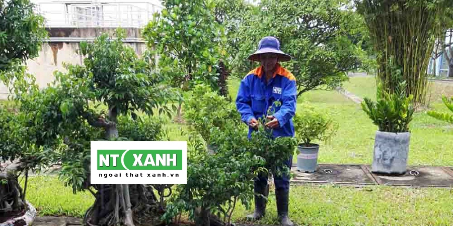 Dịch Vụ Trồng Cây Cảnh Tại Long An