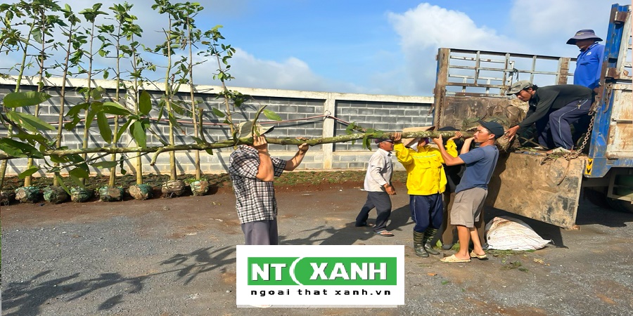 Dịch Vụ Trồng Cây Cảnh Tây NinhDịch Vụ Trồng Cây Cảnh Tây Ninh