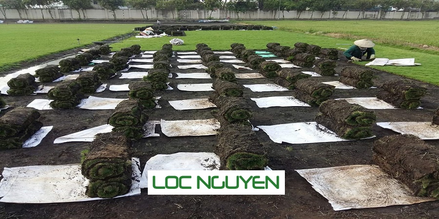 Dịch Vụ Trồng Cỏ Long An