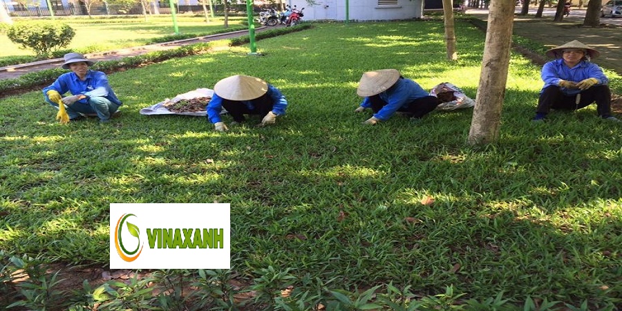 Dịch vụ chăm sóc cây xanh Bình Dương