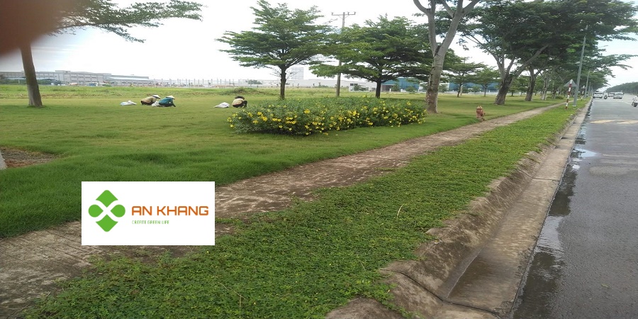 Dịch vụ trồng cây xanh trong khu công nghiệp Bình Dương