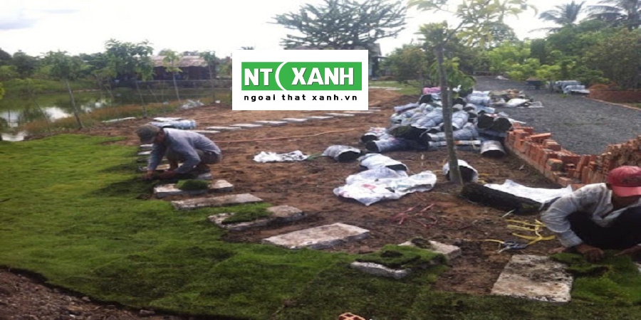 Dịch vụ trồng cỏ tại Gò Dầu Tây Ninh