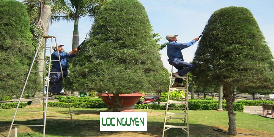 Chăm sóc cây xanh quận 1 TP.HCM
