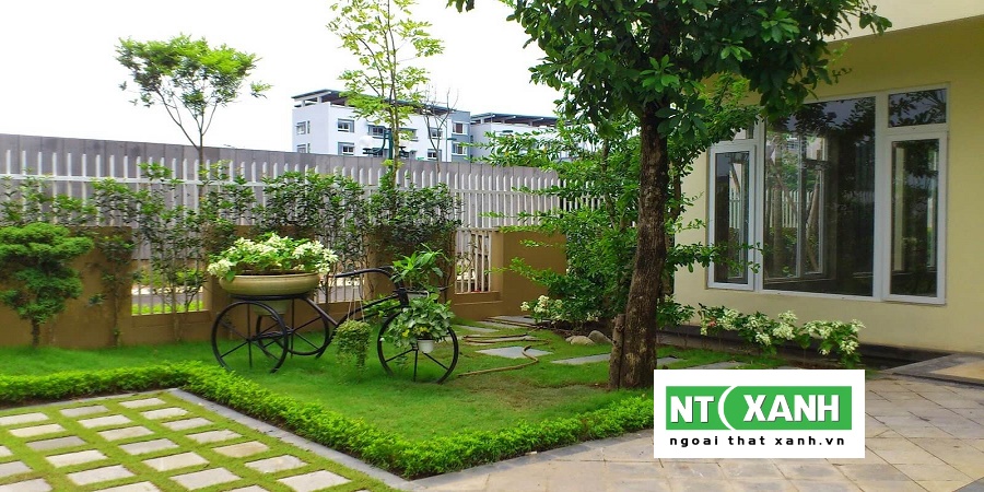 Tìm Hiểu Dịch vụ trồng cỏ sân vườn tại Dĩ An Bình Dương