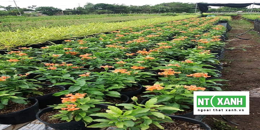 Dịch vụ trồng cây cảnh tại Trảng Bàng Tây Ninh