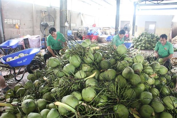 Xuất khẩu dừa xiêm Việt Nam
