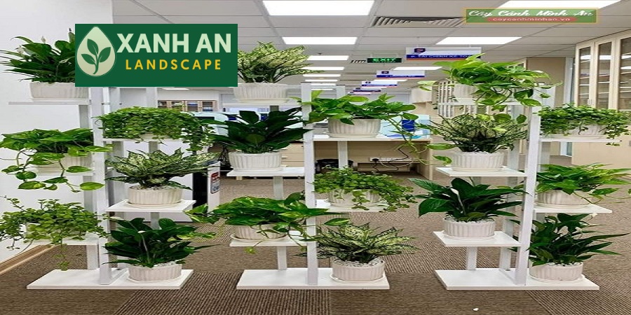 Thuê Cây Xanh Tại Thuận An