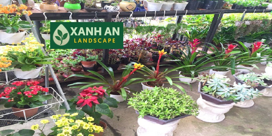 Thuê cây xanh Bến Cát