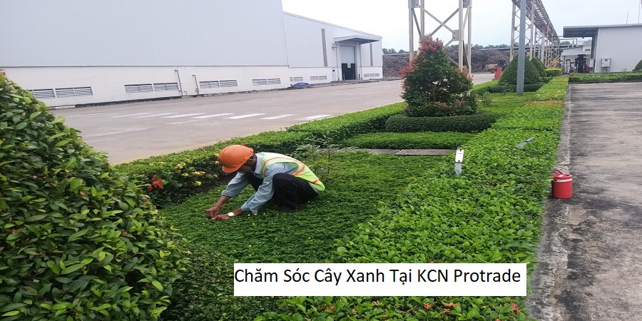 Chăm Sóc Cây Xanh Tại KCN Protrade