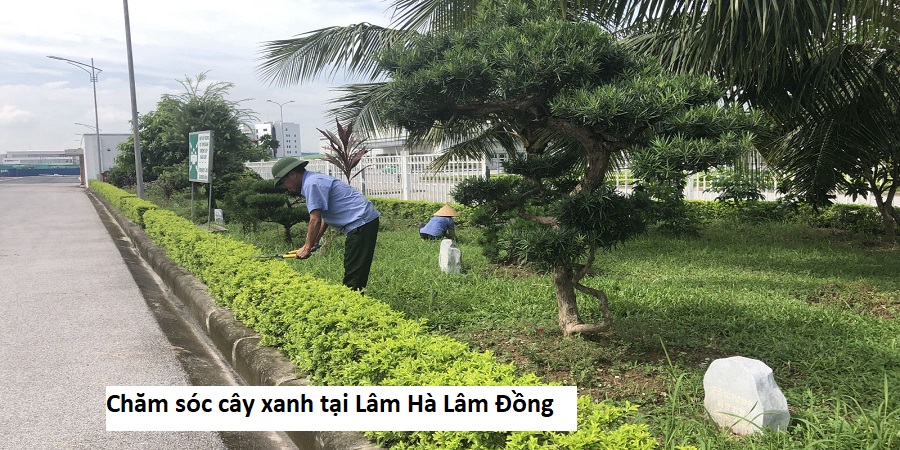 Chăm sóc cây xanh tại Lâm Hà Lâm Đồng