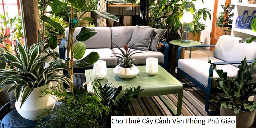 Cho Thuê Cây Cảnh Văn Phòng Phú Giáo