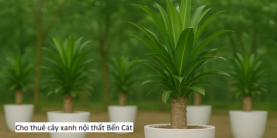 Cho thuê cây xanh nội thất Bến Cát