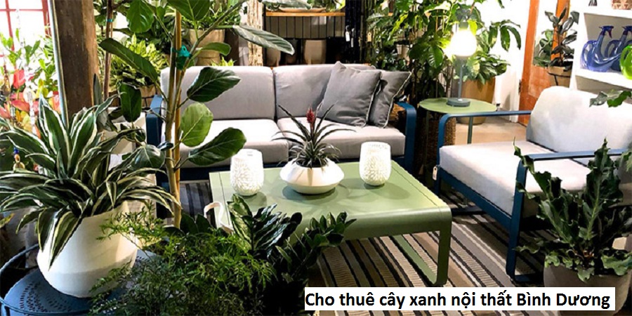 Cho thuê cây xanh nội thất Bình Dương