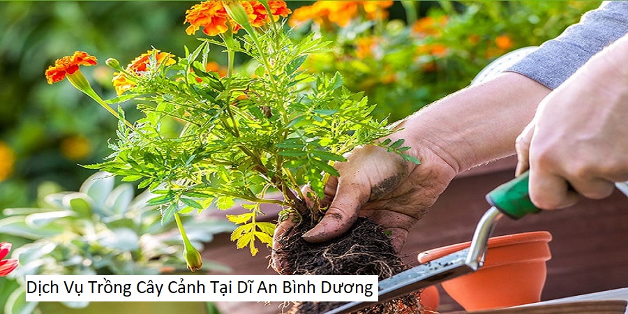 Dịch Vụ Trồng Cây Cảnh Tại Dĩ An Bình Dương